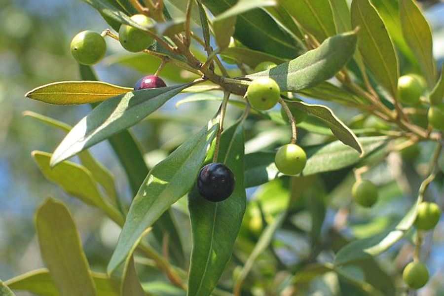  Olea_europaea_subsp_cuspidata_african_olive 