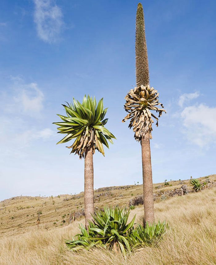Giant Lobelia tree – Ethiopia
