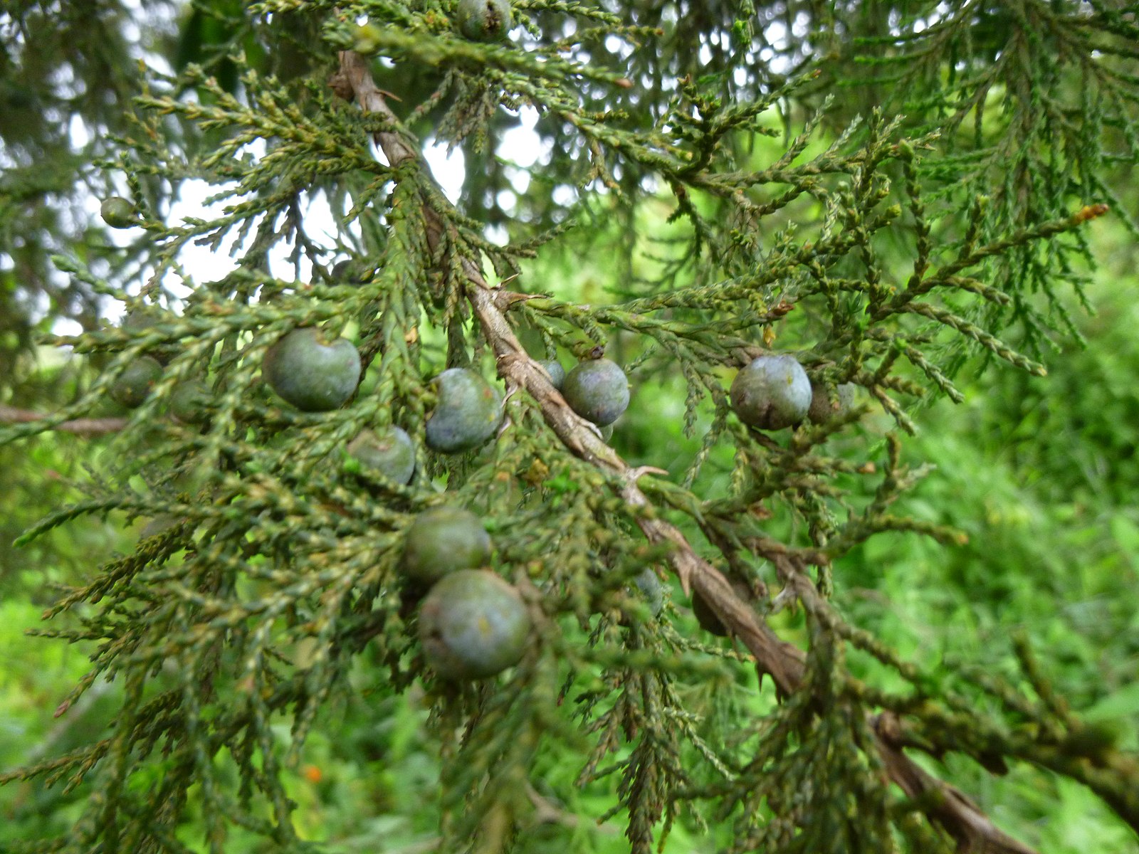 Juniperus_procera_cones native canopy.jpeg