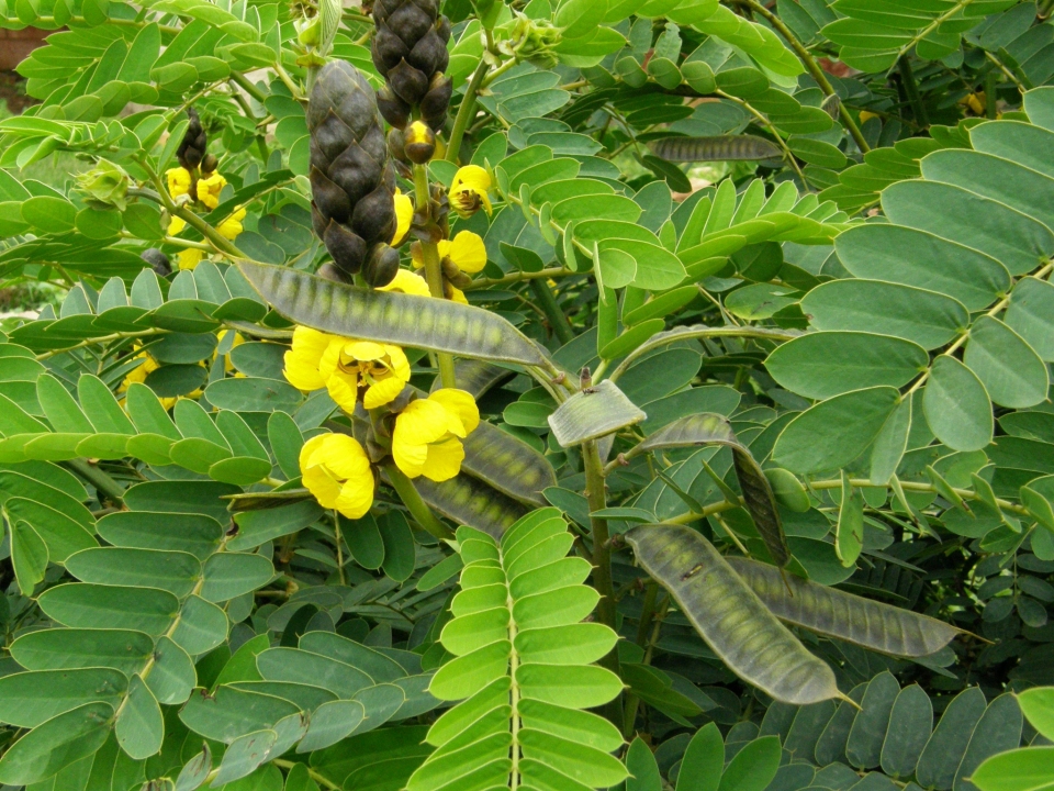 Ethiopia-flora-Developing-seedpods-Senna didymobotrya.jpg