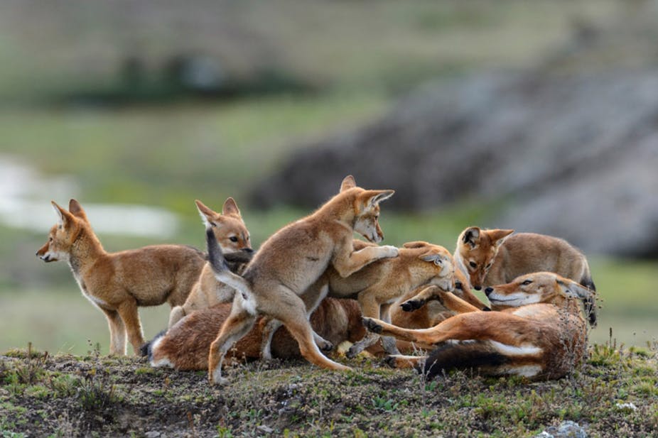 wolves-ethiopia-adventure-tours.jpg