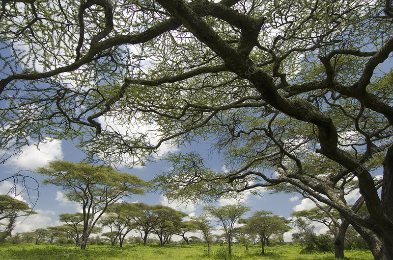 Acacia abyssinica .jpg