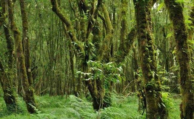 Ethiopian Forest