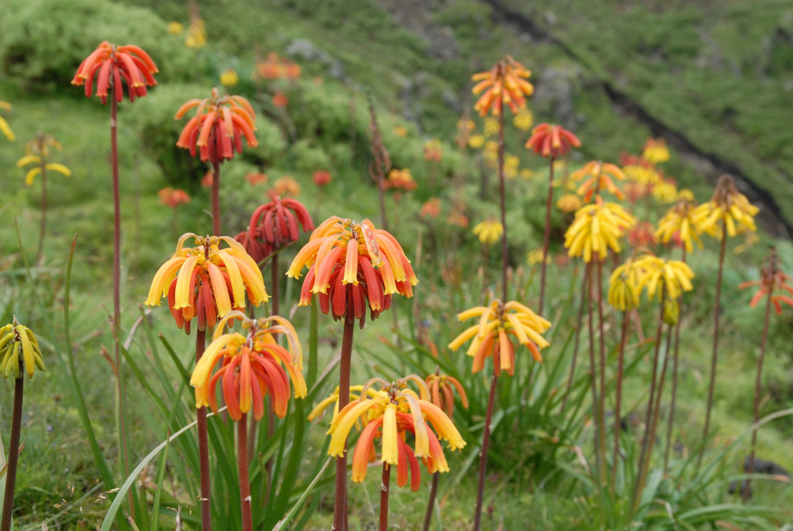 Red-hot pokers, of the genus Kniphofia – ethiopia