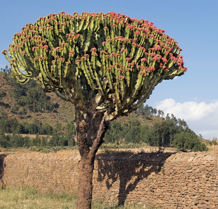 Euphorbia