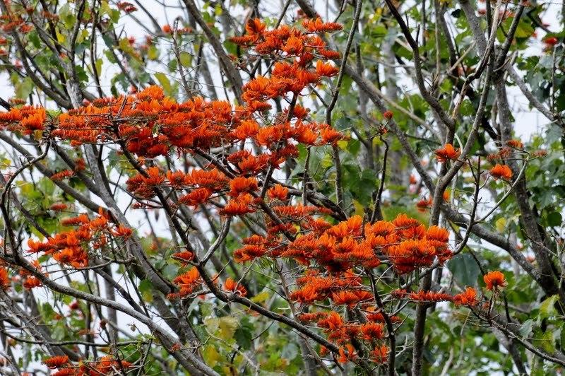 Erythrina_burana