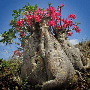 Socotra-Desert-Rose-Bottle-Tree-Ethiopian-Adventure-Tours-Flora.jpg