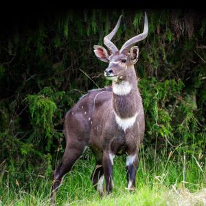 Mountain-Nyala-Ethiopian-Adventure-Tours.jpg