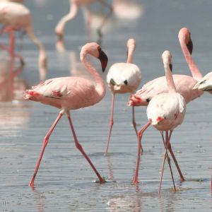 Flamingos-Ethiopian-Adventure-Tours.jpg