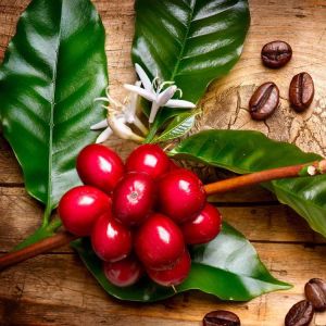 Coffea-Arabica-Ethiopian-Adventure-Tours-Flora.jpg