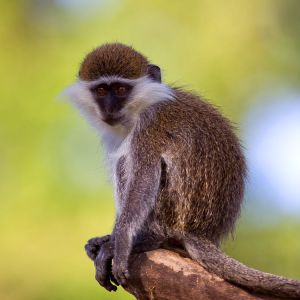 grivet-monkey-Ethiopian-Adventure-Tours.jpg