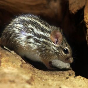 Striped-Mouse-Ethiopian-Adventure-Tours.jpg