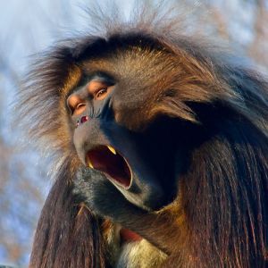 Gelada-bleeding-heart-baboon-Ethiopian-Adventure-Tours.jpg