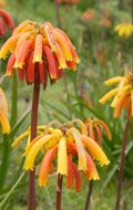 Ethiopian-flora-plants.jpg