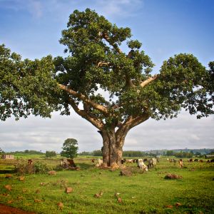 Acacian-tree-Ethiopian-Adventure-Tours-Flora.jpg