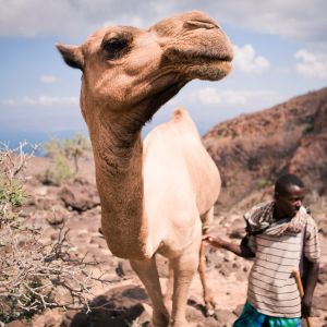 Camel-Ethiopian-Adventure-Tours.jpg