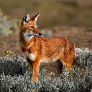 Ethiopian-wolf-Ethiopian-Adventure-Tours.jpg