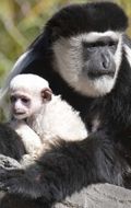 Colobus-monkey-thumb.jpg