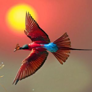 Carmine-Bee-Eater-Ethiopian-Adventure-Tours.jpg