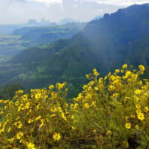 Meskel-flowers-Ethiopian-Adventure-Tours-Flora.jpg