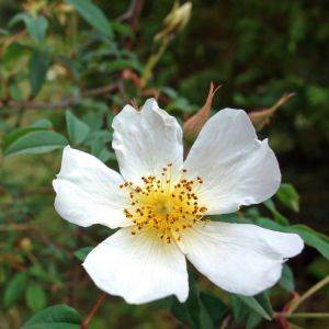 Rosa-Abyssinica-Ethiopian-Adventure-Tours-Flora.jpg