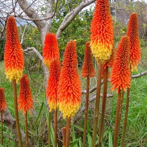 red-hot pokers-ethiopian-adventure-tours.JPG