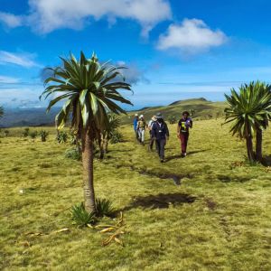 Giant-lobelias-Ethiopian-Adventure-Tours-Flora.jpg