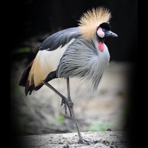 African-Grey-Crowned-Crane-Ethiopian-Adventure-Tours.png