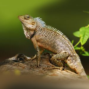 Lizard-Ethiopian-Adventure-Tours.jpg